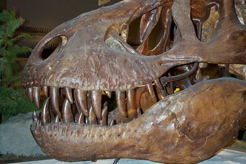 بالصور.. رأس ديناصور عمرها 85 مليون سنة.. اكتشفت في هذه المنطقة