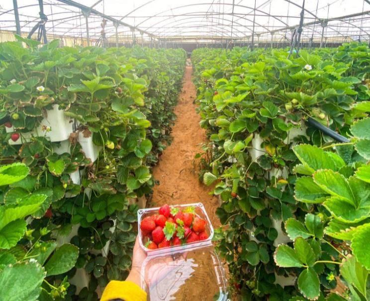 حدائق الفراولة المعلّقة