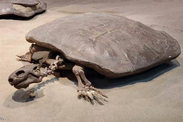 اكتشاف بيضة لسلحفاة عملاقة تعود لـ90 مليون عام.. ومفاجأة بشأن ما عثر عليه بداخلها