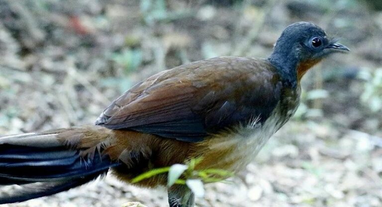 شاهد.. طائر يبكي كطفل رضيع لا ينقصه سوى الدموع