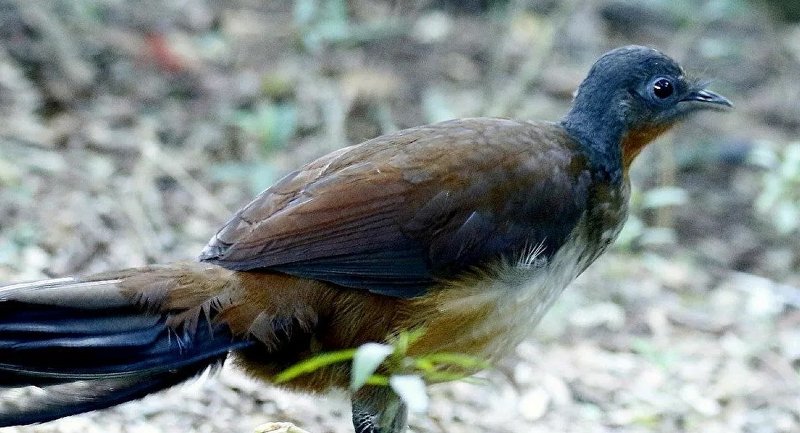 شاهد.. طائر يبكي كطفل رضيع لا ينقصه سوى الدموع