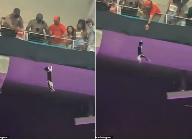 شاهد: قطة تسقط من منصة عالية في ملعب كرة قدم .. وقبل اصطدامها بالأرض كانت المفاجأة !