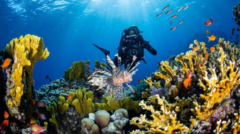 شاهد نيوم تكتشف كائنات بحرية وجزر جديدة في شمال البحر الأحمر