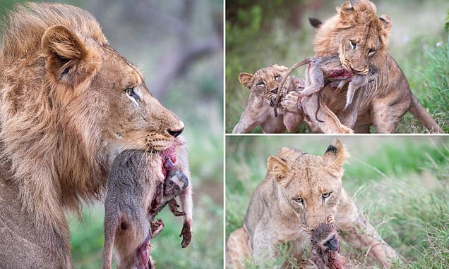 لم يتخل عن أمه حتى لحق بها.. شاهد نهاية حزينة لأشجع قرد