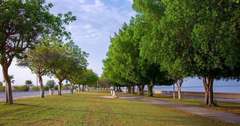 تعرّف على أبرز الأشجار الأكثر ملاءمة لبيئة المملكة