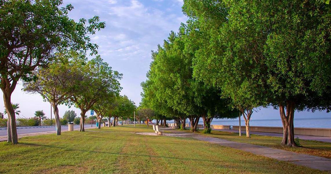 تعرّف على أبرز الأشجار الأكثر ملاءمة لبيئة المملكة