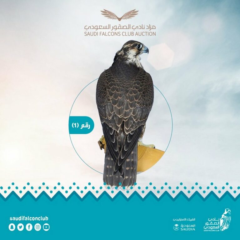 في يومه الـ 18.. الصقر رقم 1 يحقق رقمًا قياسيًّا في مبيعات نادي الصقور