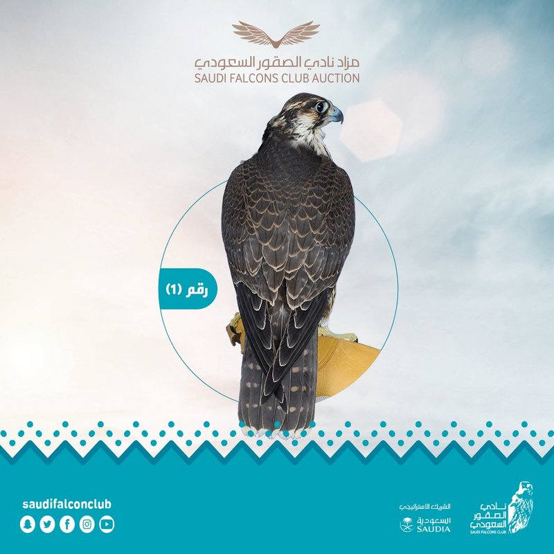 في يومه الـ 18.. الصقر رقم 1 يحقق رقمًا قياسيًّا في مبيعات نادي الصقور