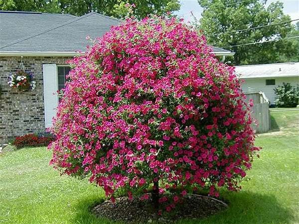 شجرة الدفلة وأهم خصائصها بين تحذيرات بخطورتها وتنبيه بفوائدها