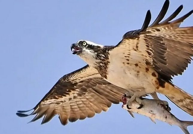 شاهد رصد طائر جارح ضمن الأغرب عالمياً على ساحل جزيرة تاروت