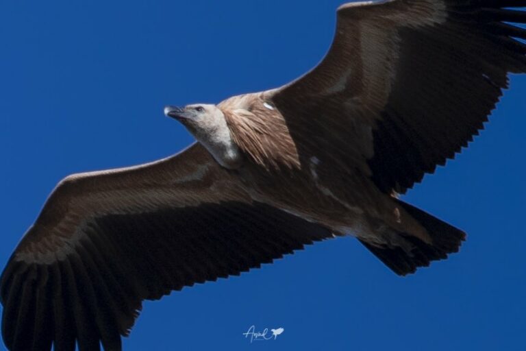 مصور يرصد طيور النسر الأسمر في مرتفعات جنوب المملكة.. ولحظة فقس فرخها الوحيد