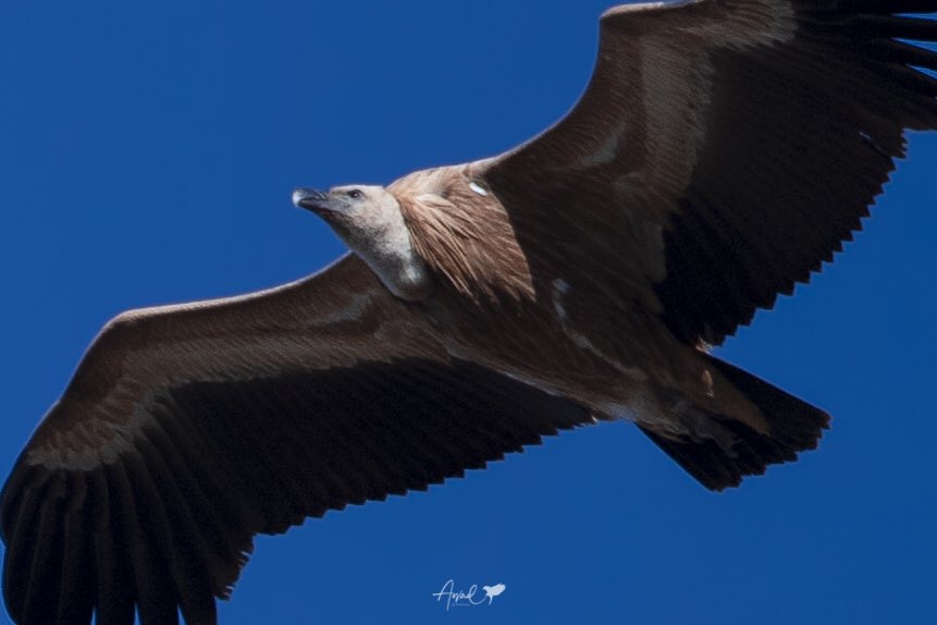 مصور يرصد طيور النسر الأسمر في مرتفعات جنوب المملكة.. ولحظة فقس فرخها الوحيد